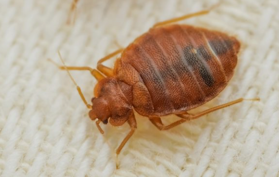 Ilmuwan Malaysia Teliti Kutu Busuk "Bangsat" Bisa Bantu Penyelidikan di TKP Kejahatan